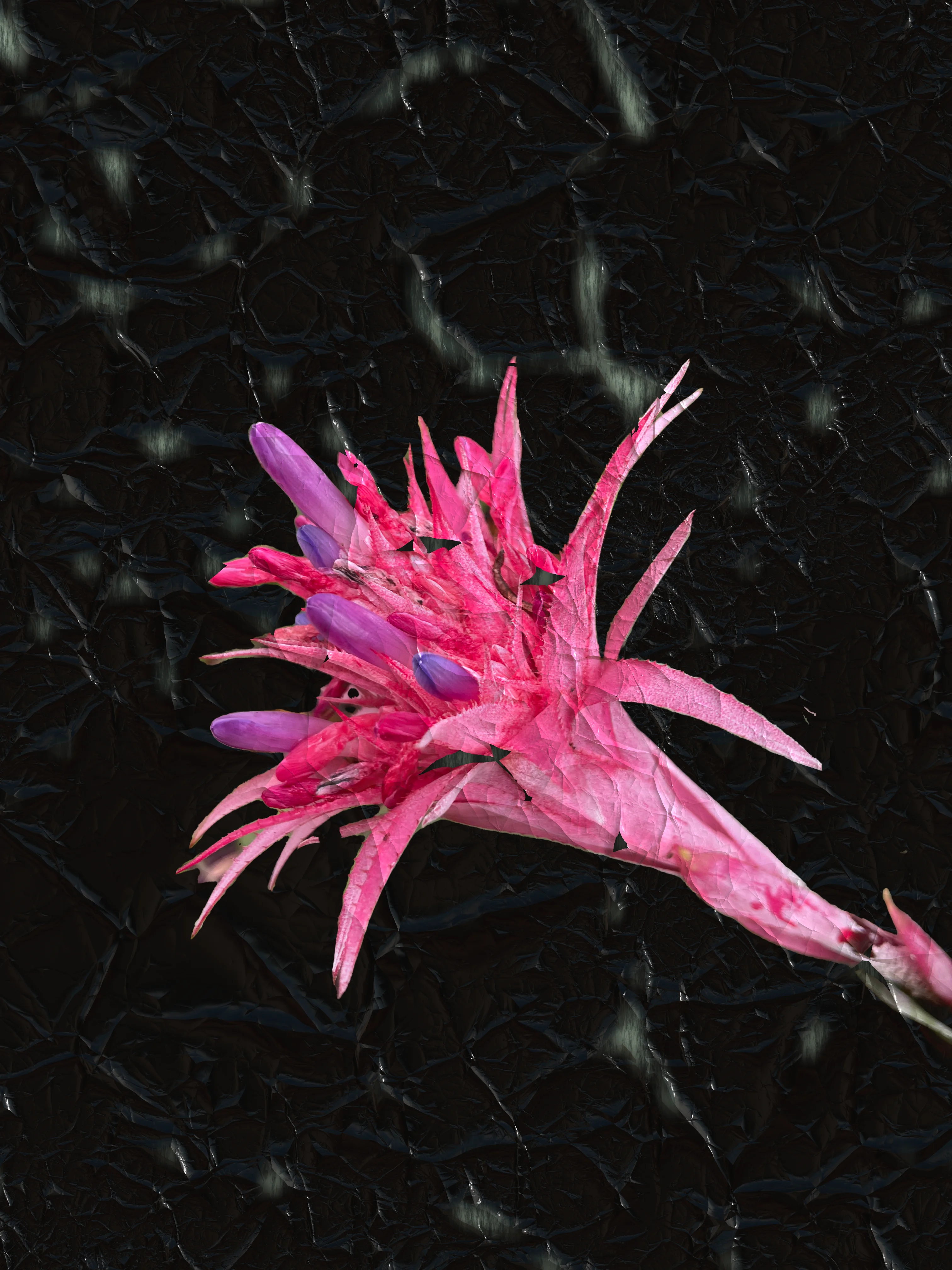 Digital painting of a peeled flower