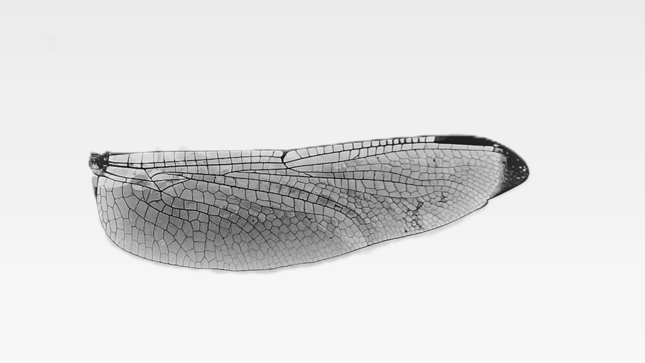 Macro study of a dragonfly wing in black and white